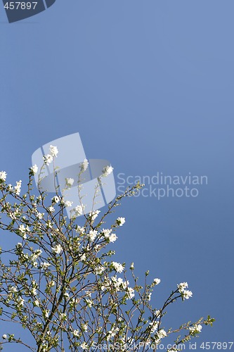 Image of Shrub with white flowers