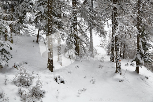 Image of Winter Snowy Landscape