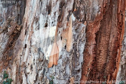 Image of Tree Trunk Closeup