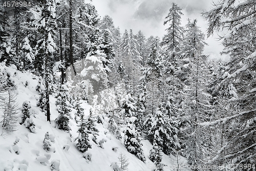 Image of Winter Snowy Landscape, Mountains and Trees