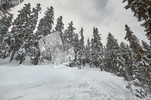 Image of Winter Snowy Landscape, Mountains and Trees