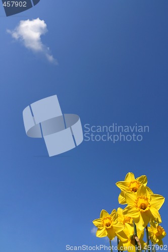 Image of Yellow daffodils