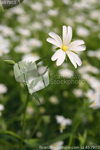 Image of Stellaria holostea