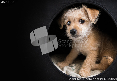 Image of Cute brown puppy in a dark box