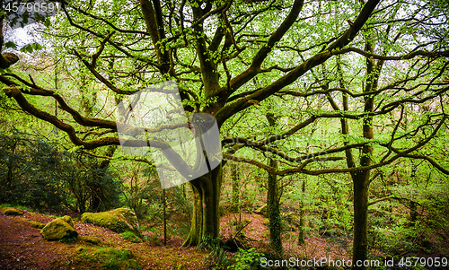 Image of Big old tree wih moss