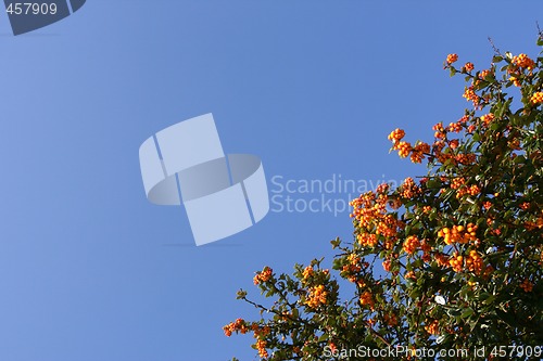 Image of Shrub with red berries