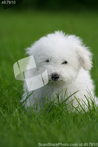 Image of Lovely puppy