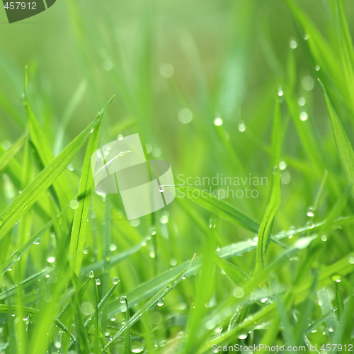 Image of Drippy grass