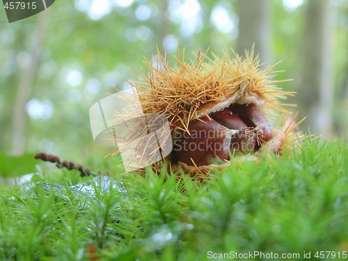 Image of Chestnuts