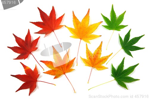 Image of Autumn leaves