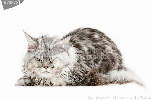 Image of Maine Coon sitting and looking away, isolated on white