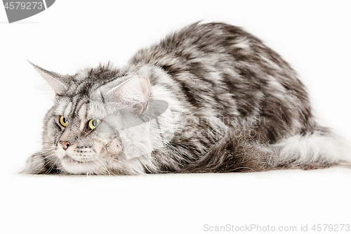 Image of Maine Coon sitting and looking away, isolated on white