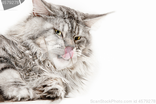 Image of Maine Coon sitting and looking away, isolated on white