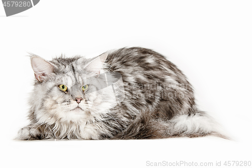 Image of Maine Coon sitting and looking away, isolated on white