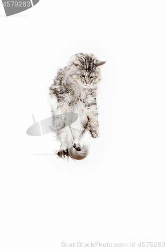 Image of Maine Coon jumping and looking away, isolated on white