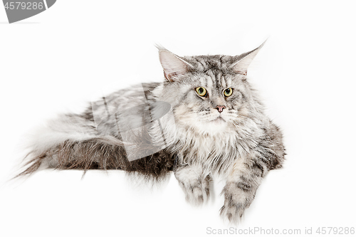 Image of Maine Coon sitting and looking away, isolated on white