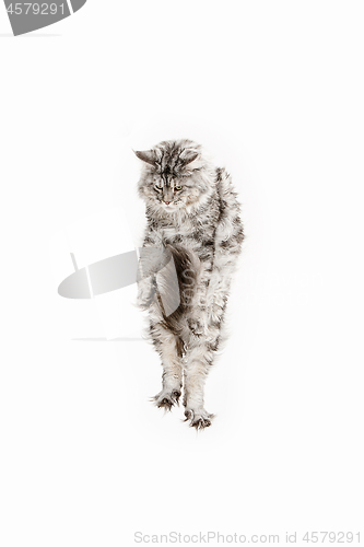 Image of Maine Coon jumping and looking away, isolated on white