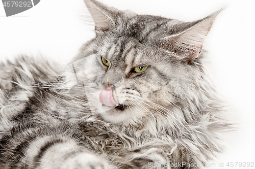 Image of Maine Coon sitting and looking away, isolated on white