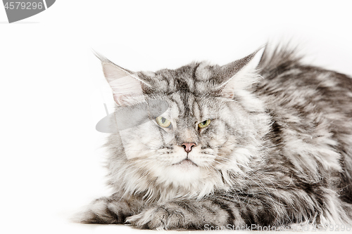 Image of Maine Coon sitting and looking away, isolated on white