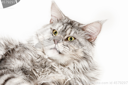 Image of Maine Coon sitting and looking away, isolated on white