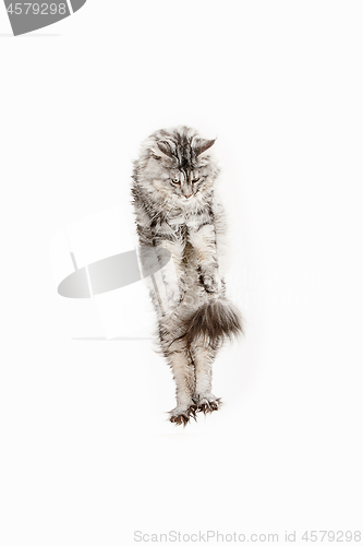 Image of Maine Coon jumping and looking away, isolated on white