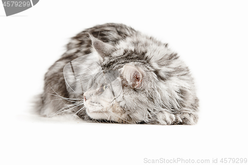 Image of Maine Coon sitting and looking away, isolated on white