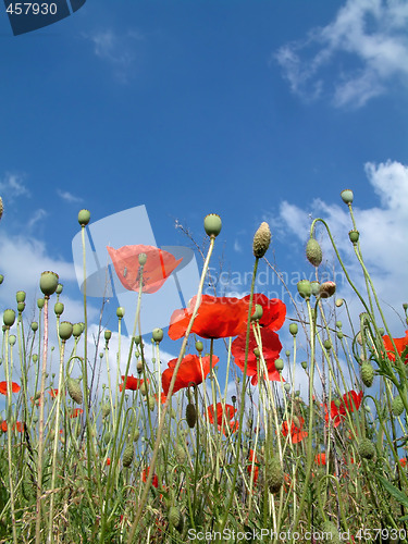 Image of Poppies In A Field