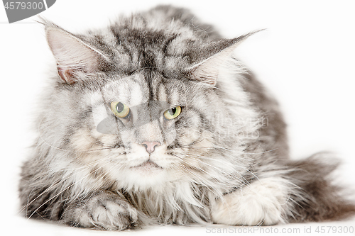 Image of Maine Coon sitting and looking away, isolated on white