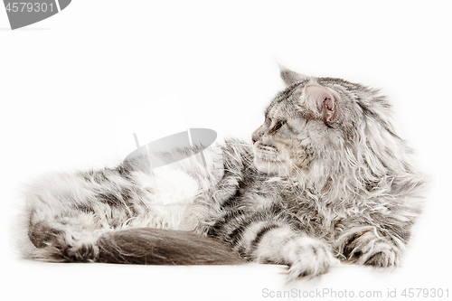 Image of Maine Coon sitting and looking away, isolated on white