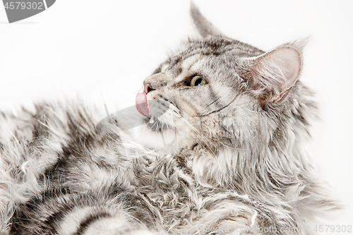 Image of Maine Coon sitting and looking away, isolated on white