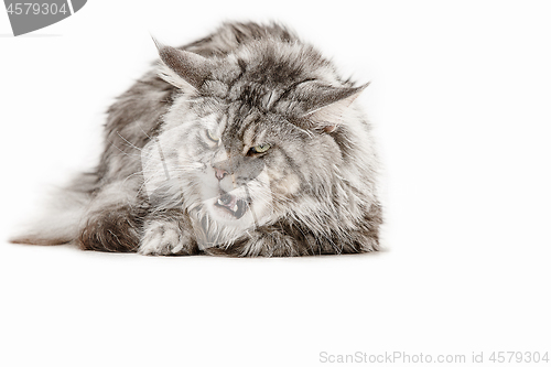 Image of Maine Coon sitting and looking away, isolated on white