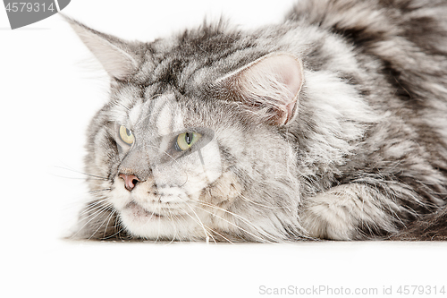 Image of Maine Coon sitting and looking away, isolated on white