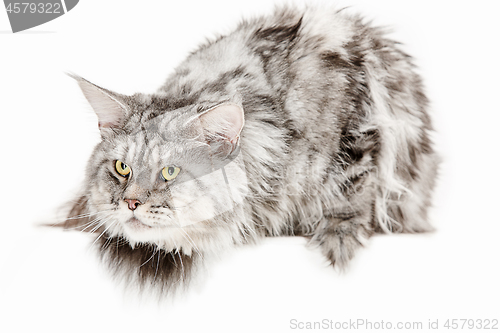 Image of Maine Coon sitting and looking away, isolated on white