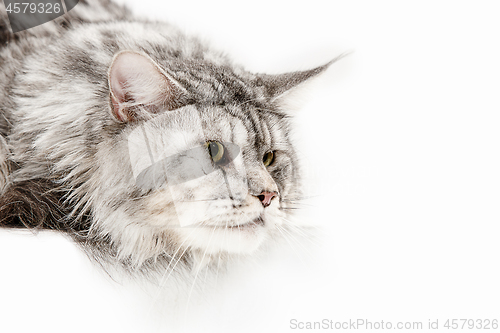 Image of Maine Coon sitting and looking away, isolated on white