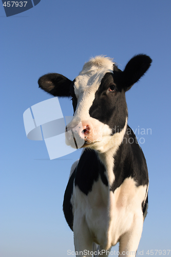 Image of Attentive cow