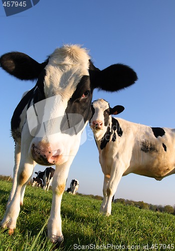 Image of Attentive Cows