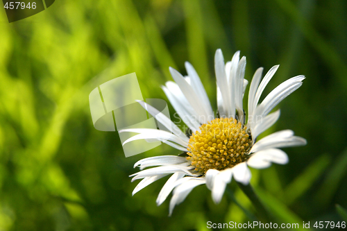 Image of First daisy horizontal