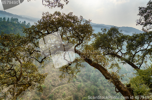 Image of Hiking in Nepal jungle forest