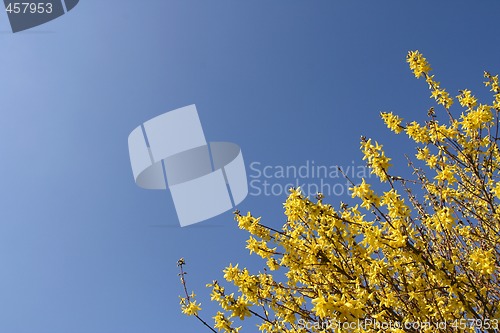 Image of Yellow Forsythia