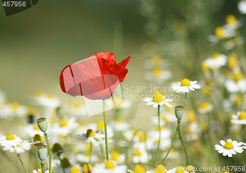 Image of Lonesome Poppy