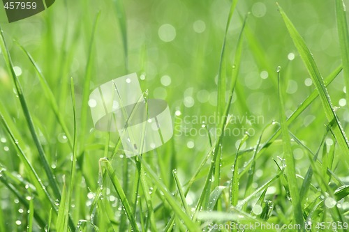 Image of Drippy grass