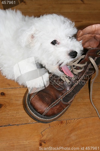 Image of Licking puppy