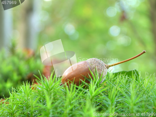 Image of Acorn