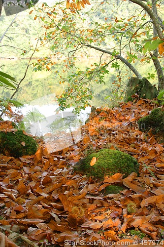 Image of Autumn in the forest