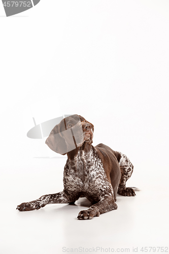 Image of German Shorthaired Pointer - Kurzhaar puppy dog isolated on white background