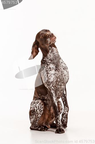 Image of German Shorthaired Pointer - Kurzhaar puppy dog isolated on white background