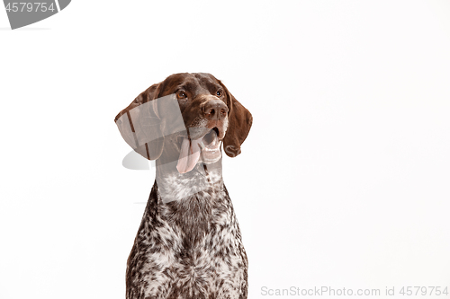 Image of German Shorthaired Pointer - Kurzhaar puppy dog isolated on white background