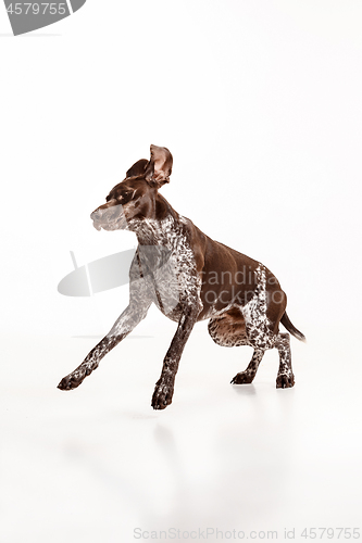 Image of German Shorthaired Pointer - Kurzhaar puppy dog isolated on white background