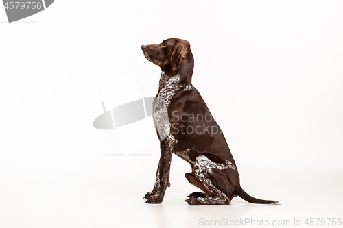 Image of German Shorthaired Pointer - Kurzhaar puppy dog isolated on white background