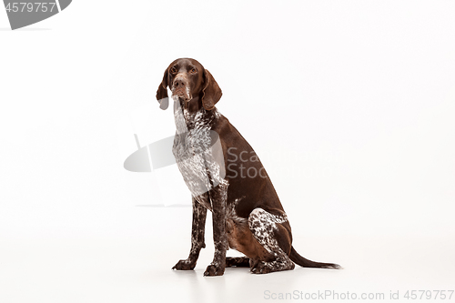 Image of German Shorthaired Pointer - Kurzhaar puppy dog isolated on white background